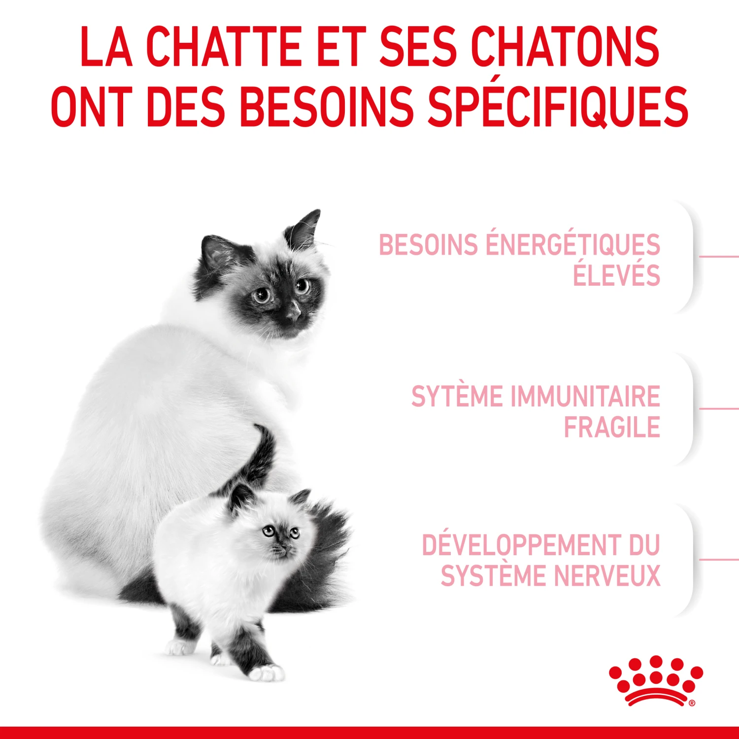 Royal Canin Mother & Babycat 2kg 4 Royal Canin Mother & Babycat 2kg - Afbeelding 4
