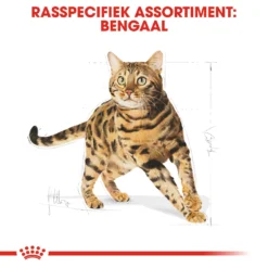 Royal Canin Bengal Adult Kattenvoer 10kg 8 Royal Canin Bengal Adult Kattenvoer 10kg -Blaf Miauw Verkoopwinkel Royal Canin Bengal Kat NL 3 1