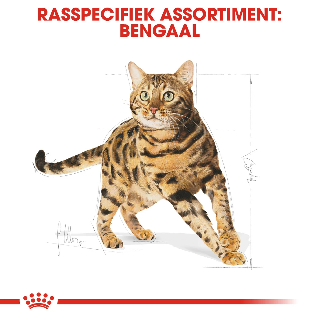 Royal Canin Bengal Adult Kattenvoer 2kg 3 Royal Canin Bengal Adult Kattenvoer 2kg - Afbeelding 3