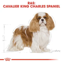 Royal Canin Cavalier King Charles Adult Hondenvoer 3kg -Blaf Miauw Verkoopwinkel Royal Canin Cavalier King Charles NL 3