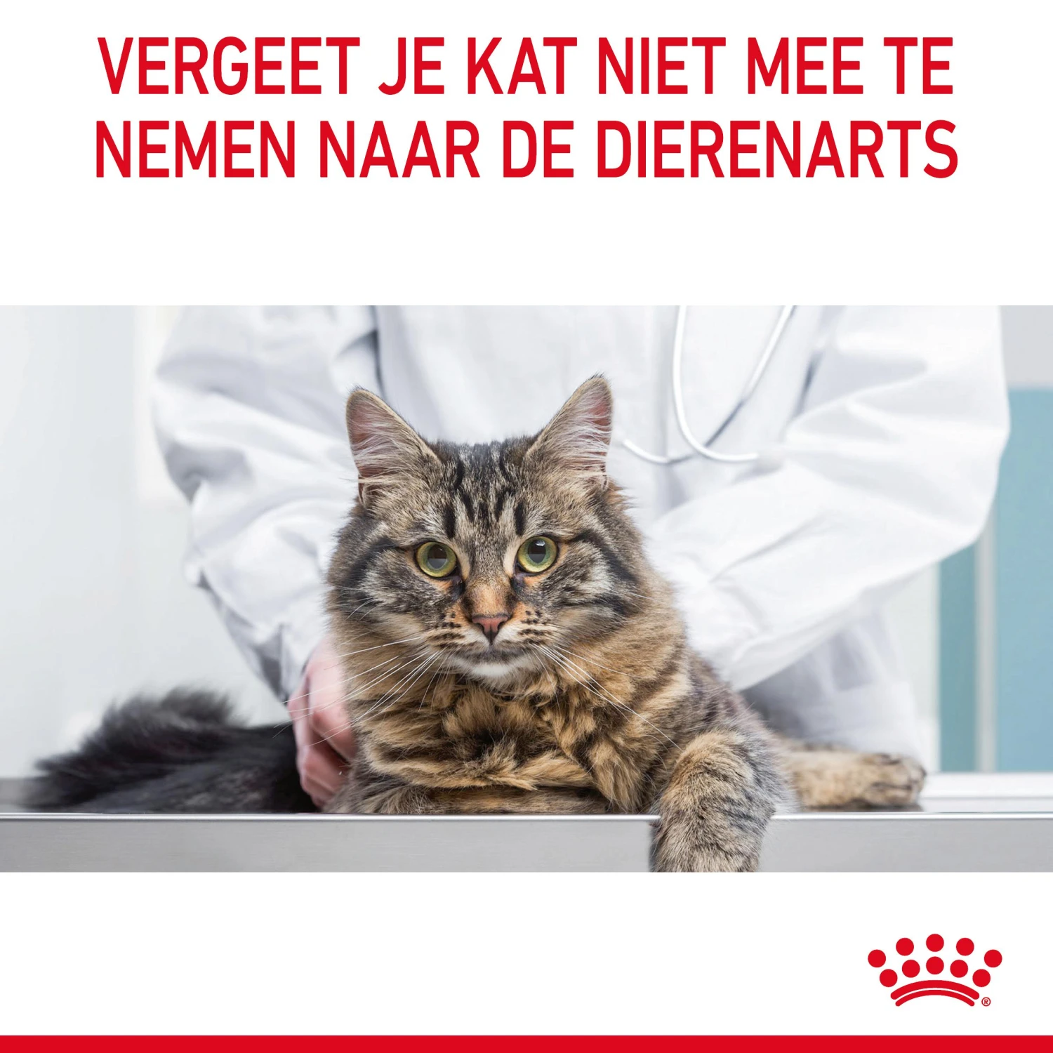 Royal Canin Digestive Care Natvoer In Gravy Kattenvoer 12x85g 11 Royal Canin Digestive Care Natvoer In Gravy Kattenvoer 12x85g - Afbeelding 11