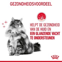 Royal Canin Hair & Skin Care Kattenvoer 10kg 18 Royal Canin Hair & Skin Care Kattenvoer 10kg -Blaf Miauw Verkoopwinkel Royal Canin Hair Skin Care Kat NL 07 1