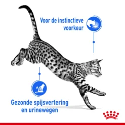 Royal Canin Indoor Sterilised In Jelly Kattenvoer 12x85g -Blaf Miauw Verkoopwinkel Royal Canin Indoor Sterilised Jelly Kat NL 3