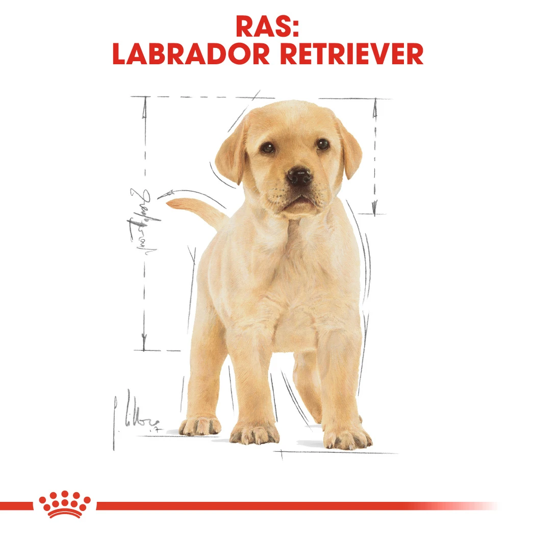 Royal Canin Labrador Retriever Puppy - Hondenvoer - 12kg 6 Royal Canin Labrador Retriever Puppy - Hondenvoer - 12kg - Afbeelding 6