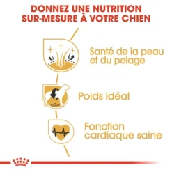 Royal Canin Cocker Adult - Hondenvoer - 12kg -Blaf Miauw Verkoopwinkel royal canin cocker adult cocker 2 1