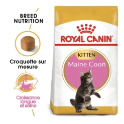 Royal Canin Maine Coon Kitten Kat 10kg -Blaf Miauw Verkoopwinkel royal canin maine coon kitten maine coon kitten 1