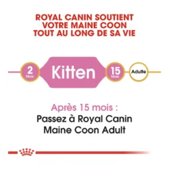 Royal Canin Maine Coon Kitten Kat 10kg -Blaf Miauw Verkoopwinkel royal canin maine coon kitten maine coon kitten 4